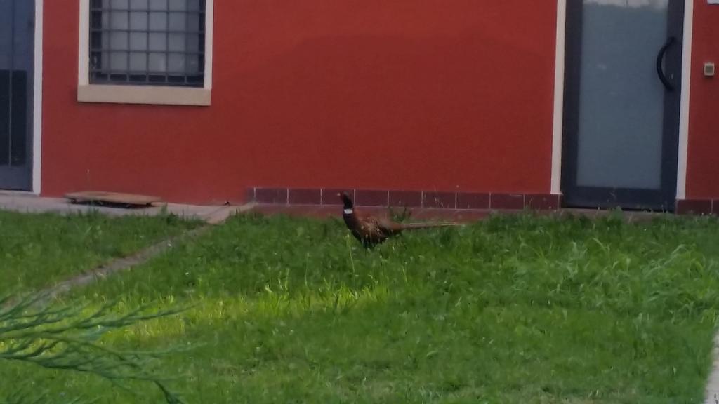 Veneta Vicenza