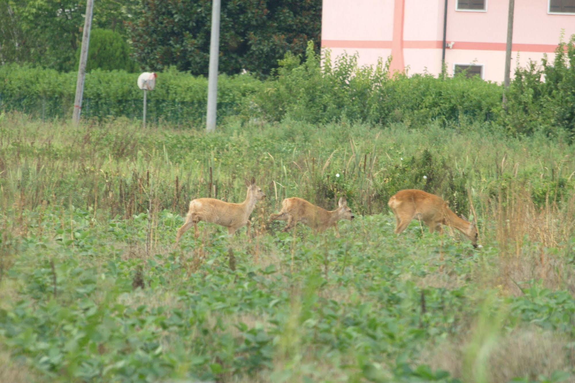Veneta 3* Vicenza